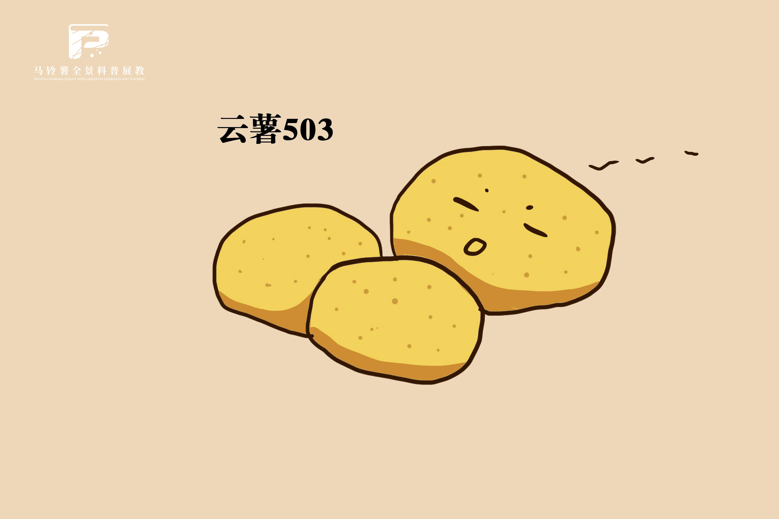 2513云薯503.jpg