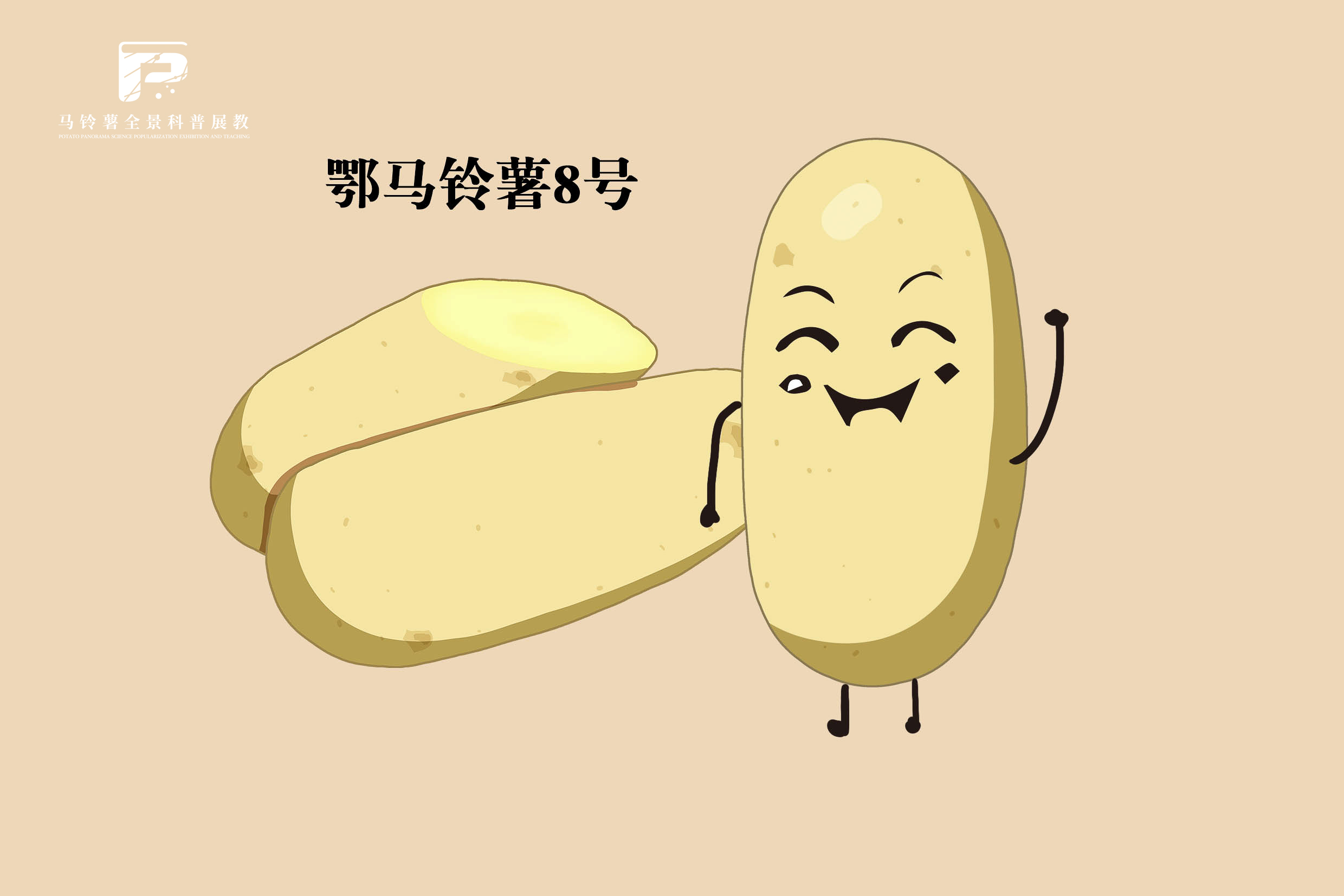 2542鄂马铃薯8号.jpg