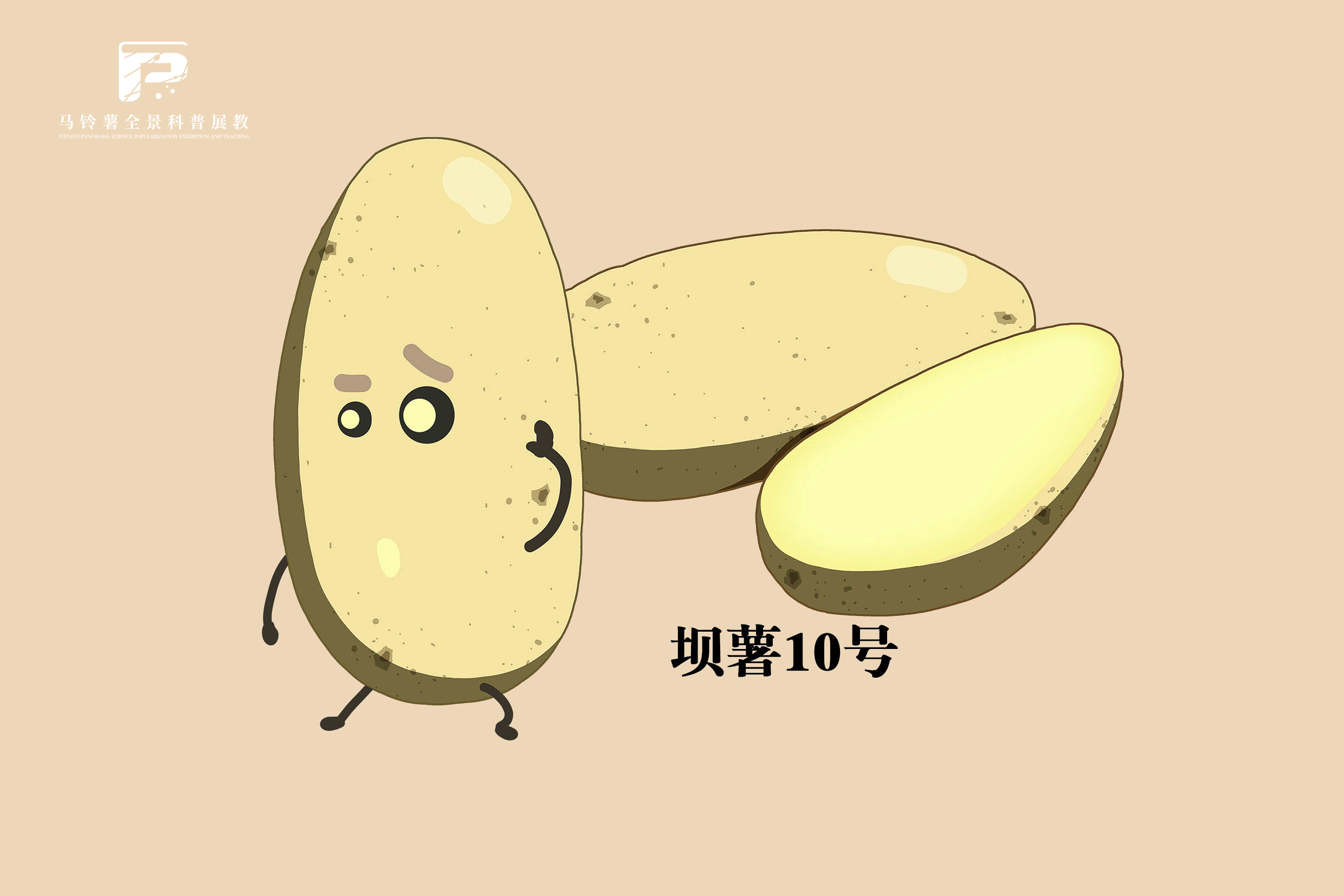 2500坝薯10号.jpg