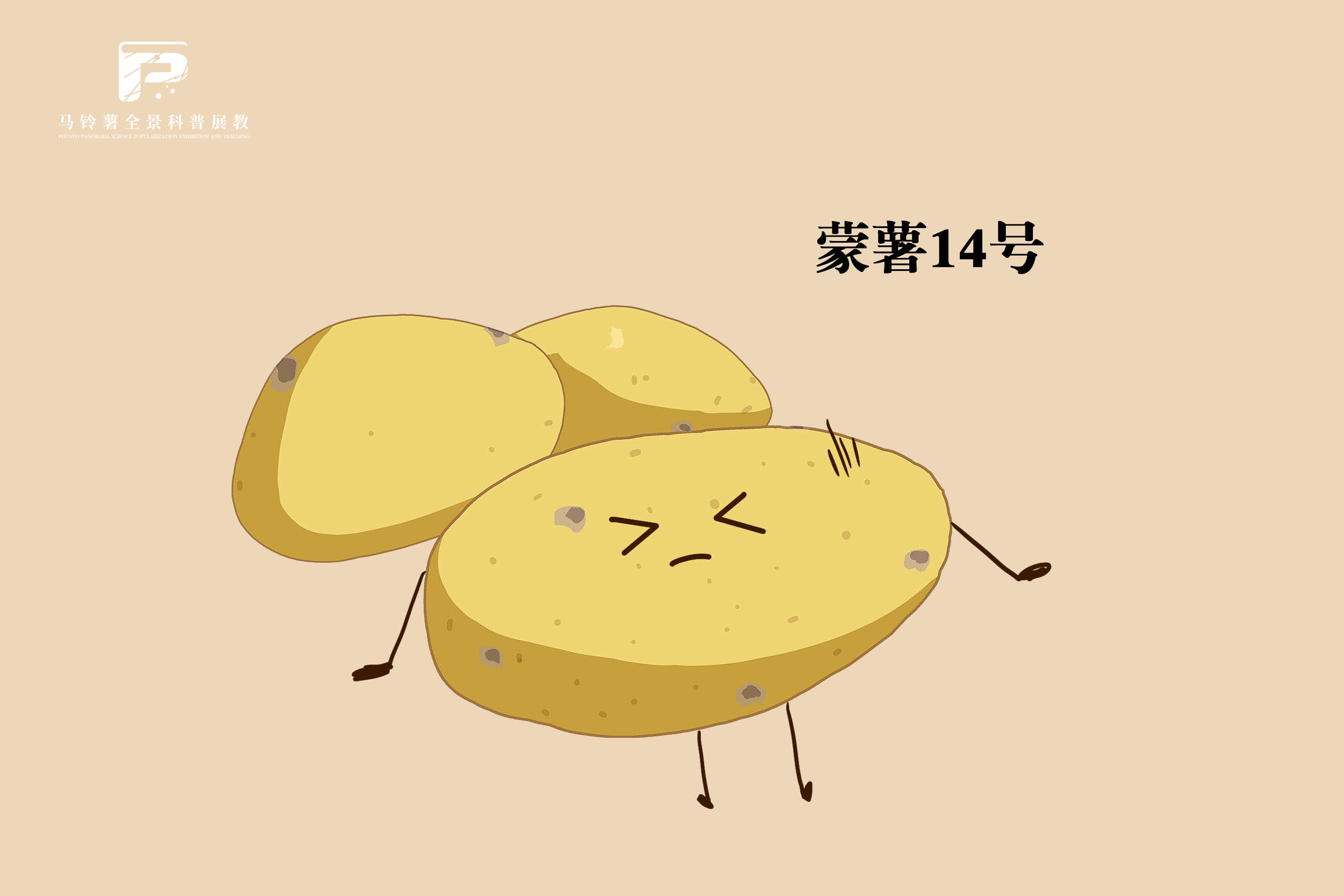 2526蒙薯14号.jpg