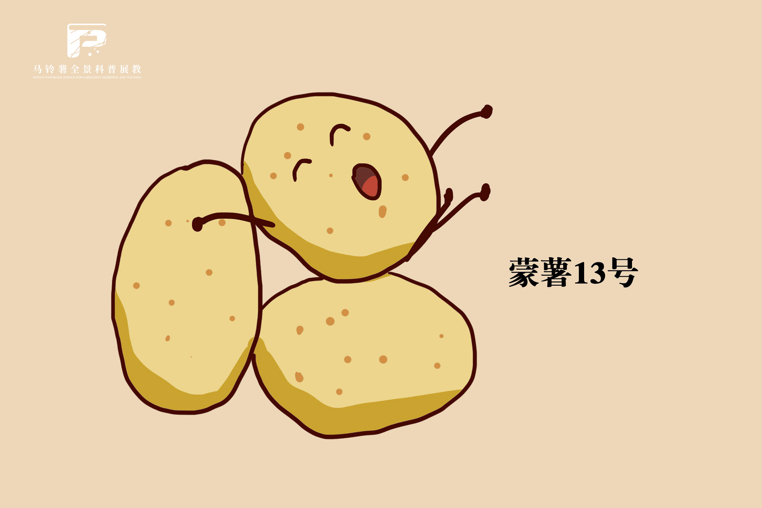 2522蒙薯13号.jpg