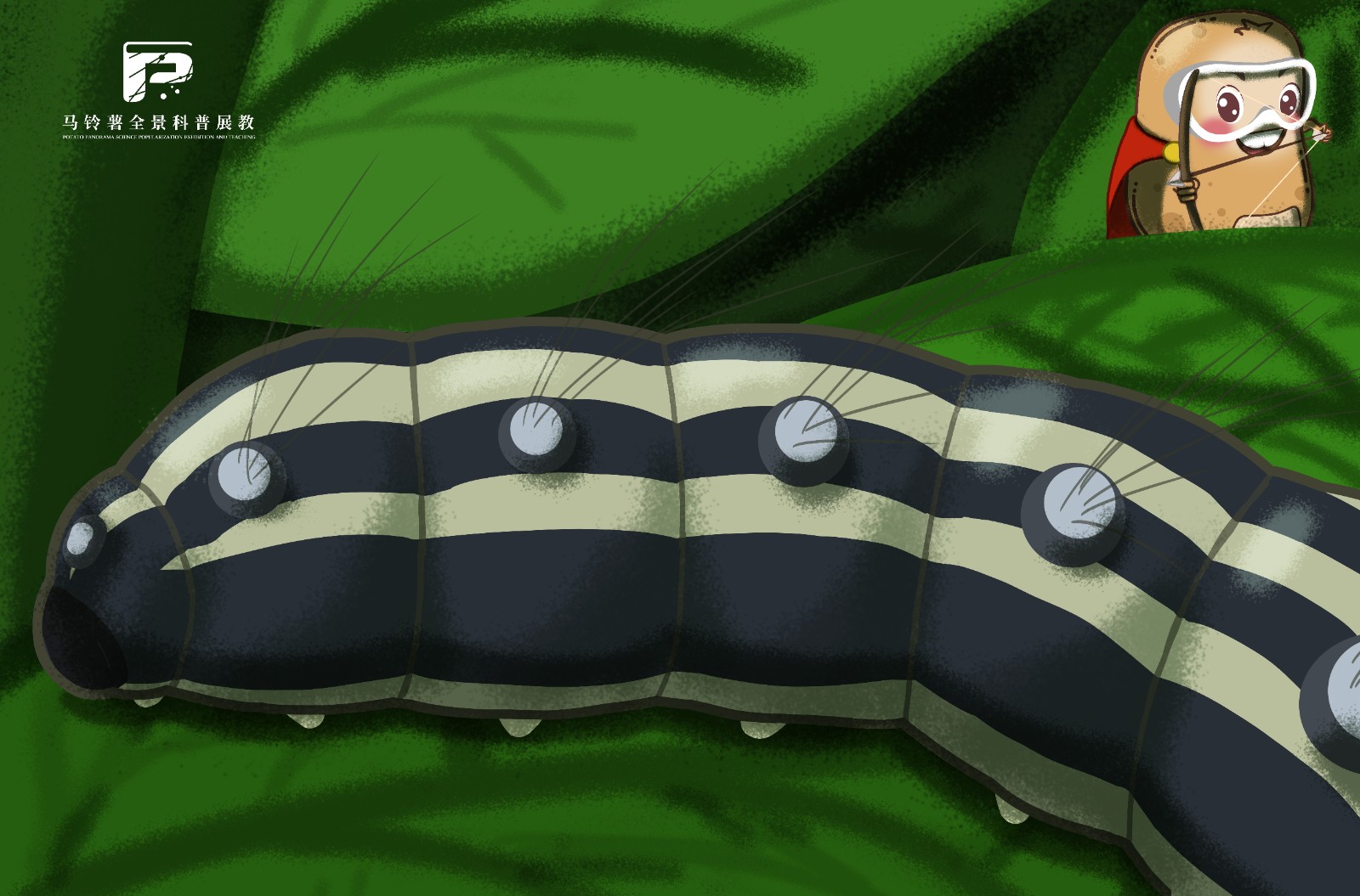 2103草地螟.jpg 2103草地螟.jpg