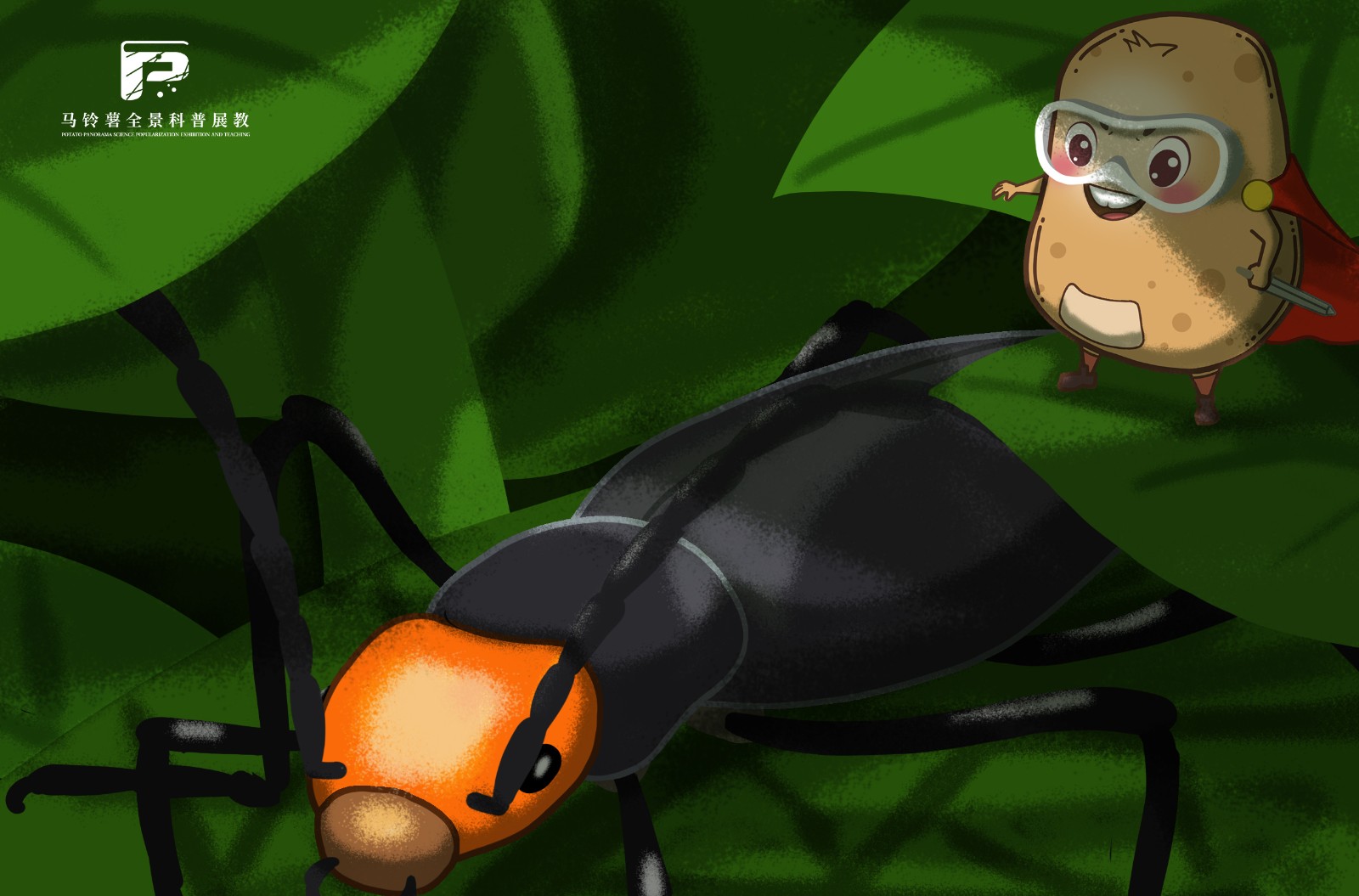 2097豆芫菁.jpg 2097豆芫菁.jpg