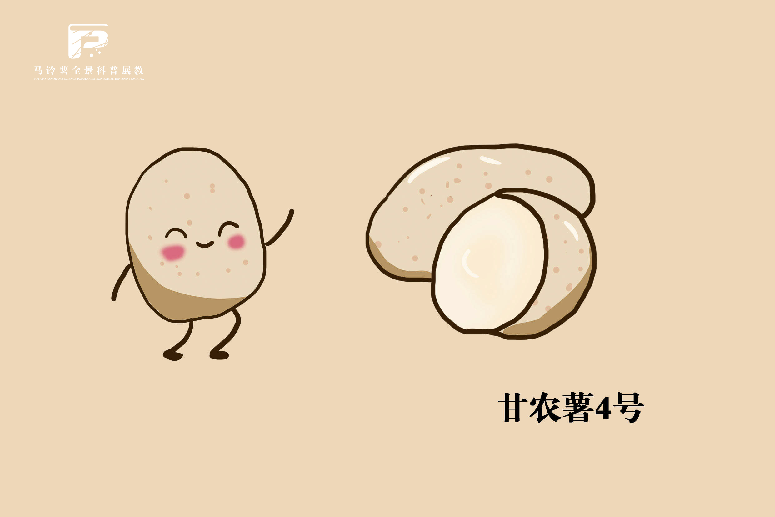 2507甘农薯4号.jpg